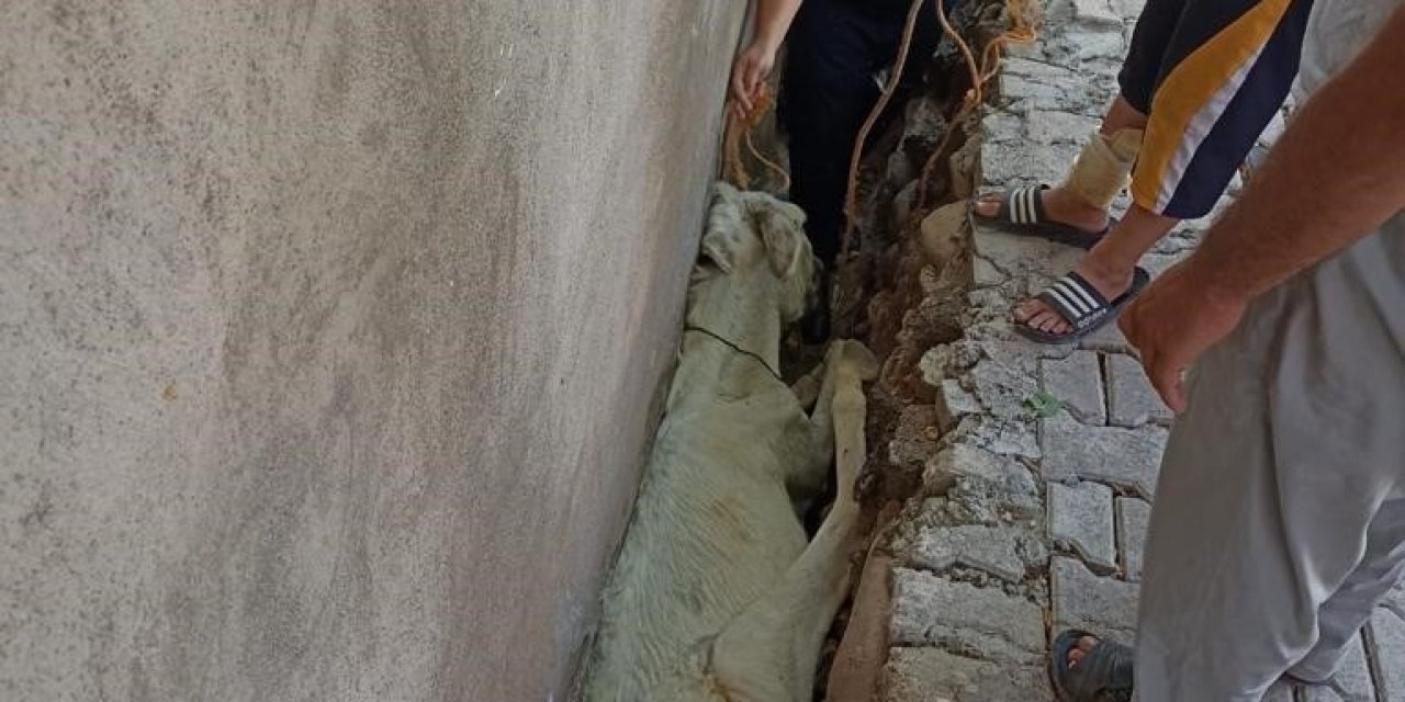 Hatay'da mahsur kalan eşeği itfaiye kurtardı.