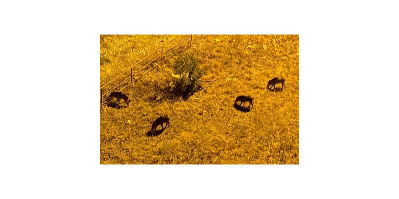 Gemlik’te domuzlar sitelere dadandı