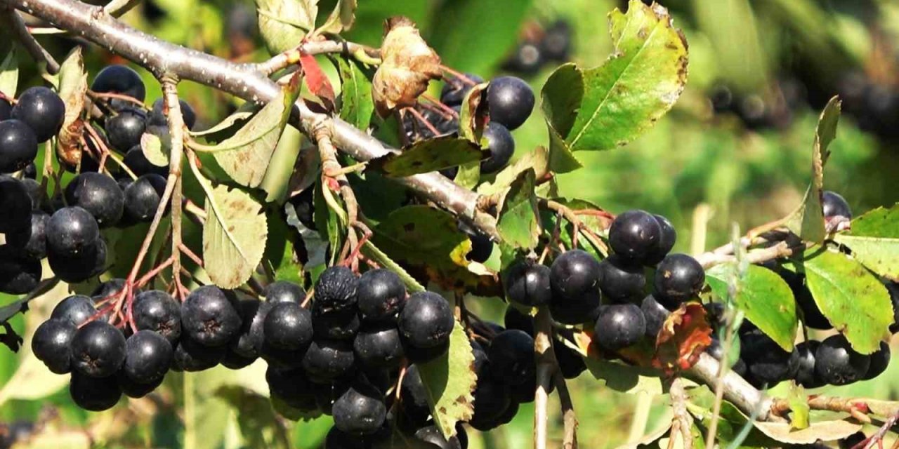 Gençlik iksiri aronya botoks etkisi yapıyor