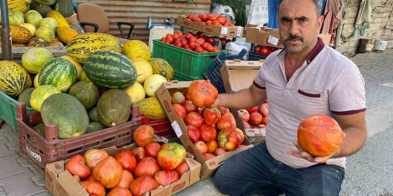 Ata tohumundan üretilen 1 kiloluk domates ele avuca sığmıyor