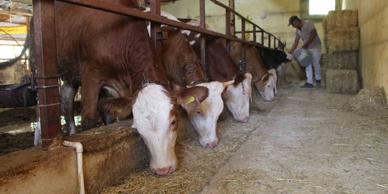 Büyükşehirden besicilere yem ezme makinesi desteği