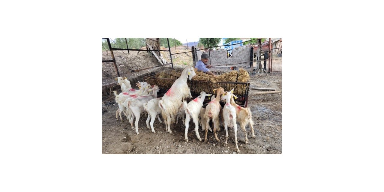 Çanakkale’de orman yangınlarının yaraları sarılmaya devam ediyor