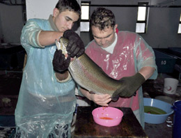 Alabalıkları bayıltıp sağıyorlar!