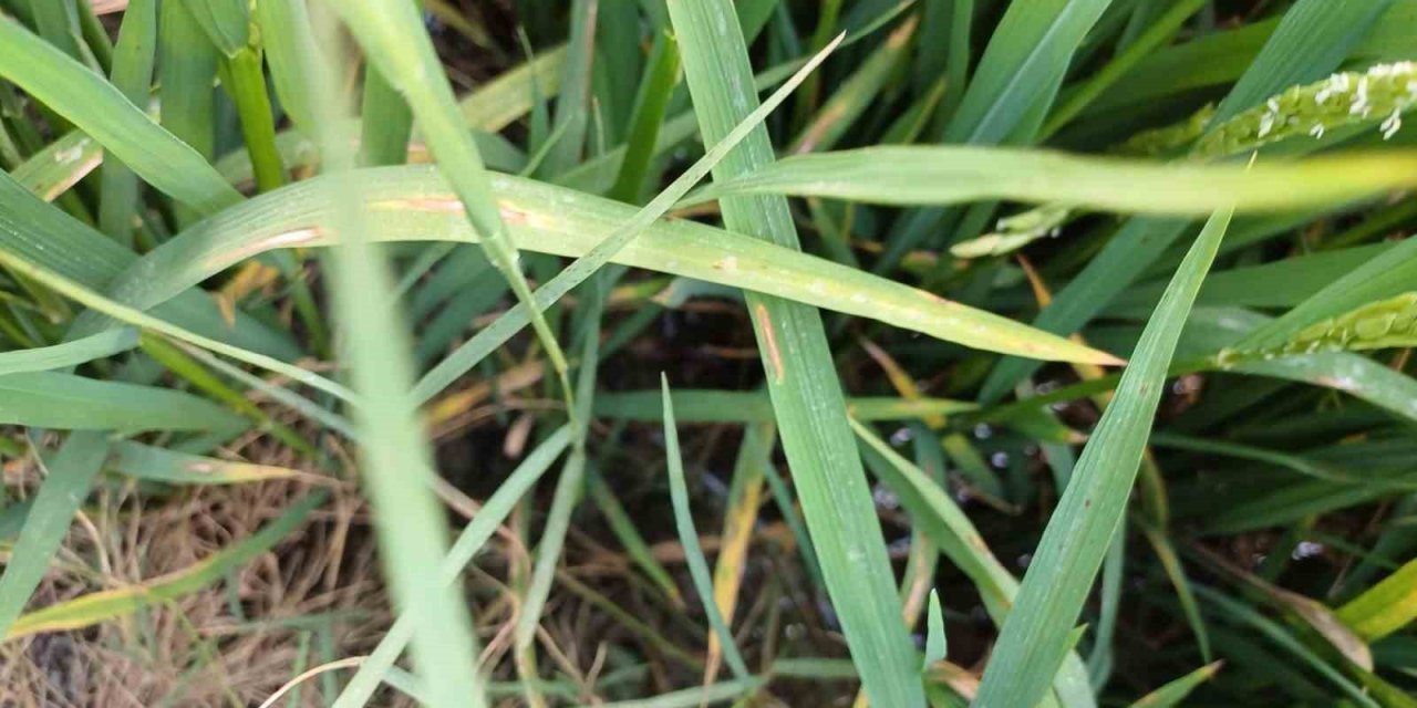 Çeltik üretiminde ikinci sırada olan Samsun’da üreticilere uyarı