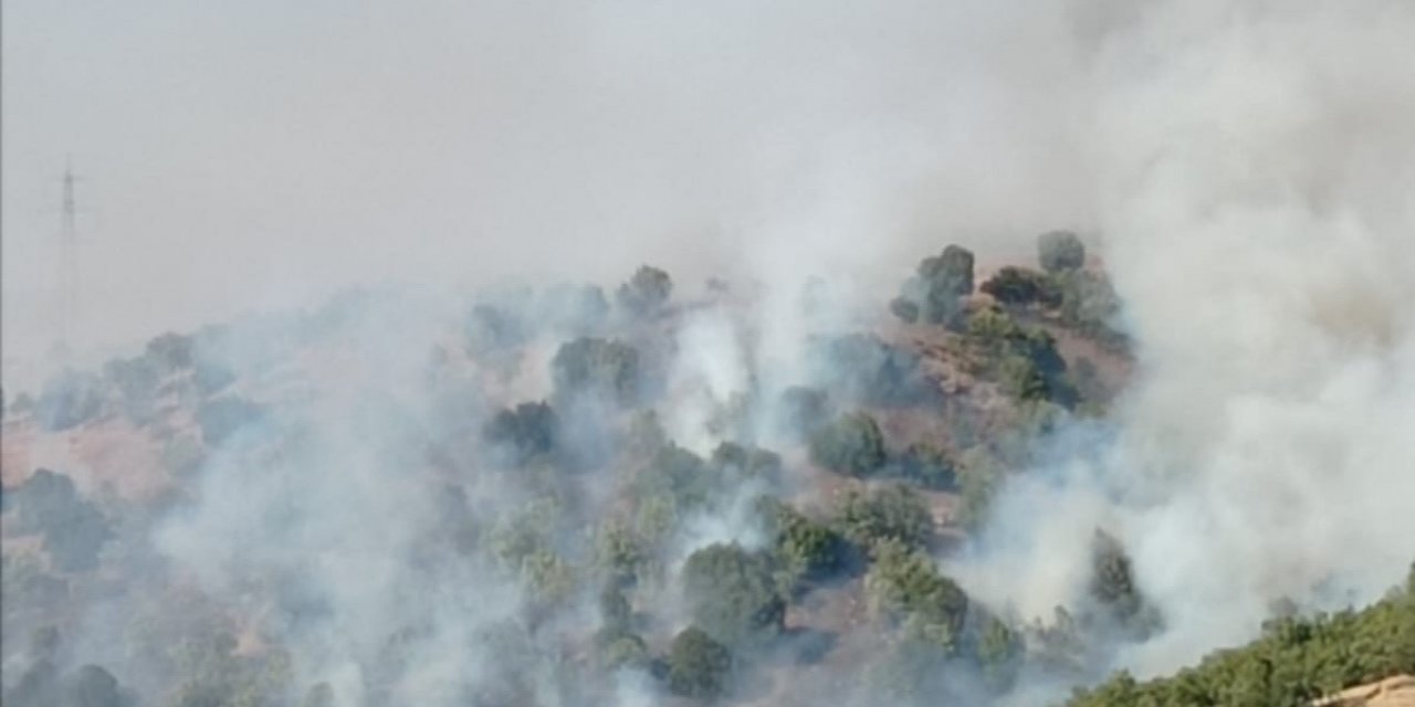 Anız yakmak isterken ormanı yaktı