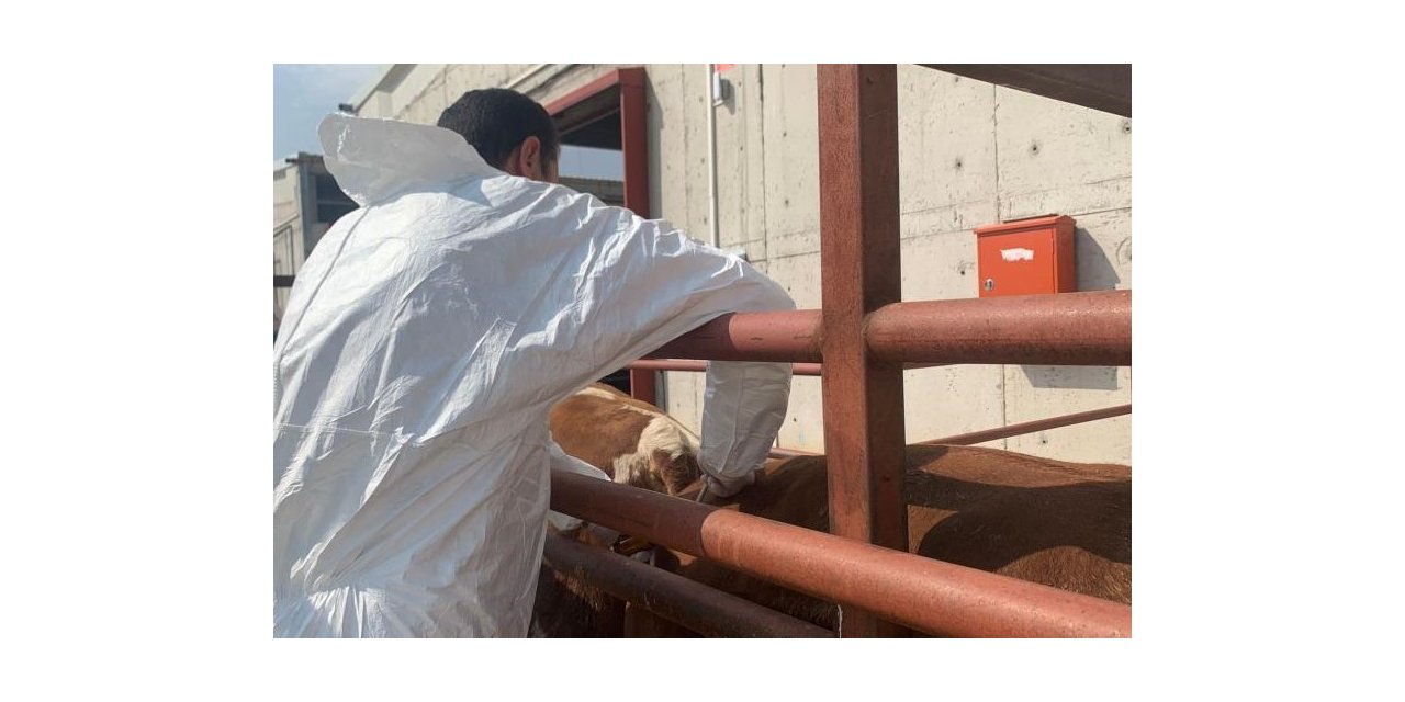 Aydın’da şap aşılama takvimi başladı