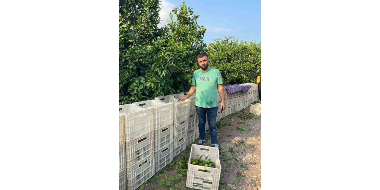 Hatay’da mandalina hasadı başladı