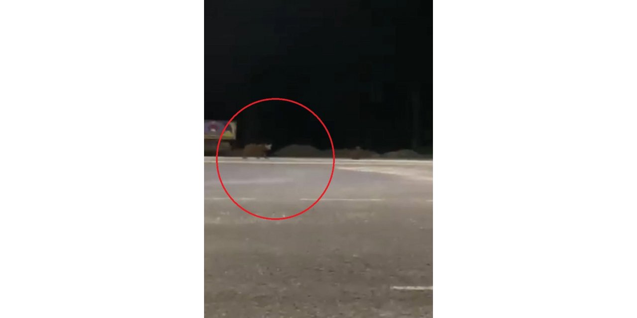 Karayoluna inen ayılar kamerada