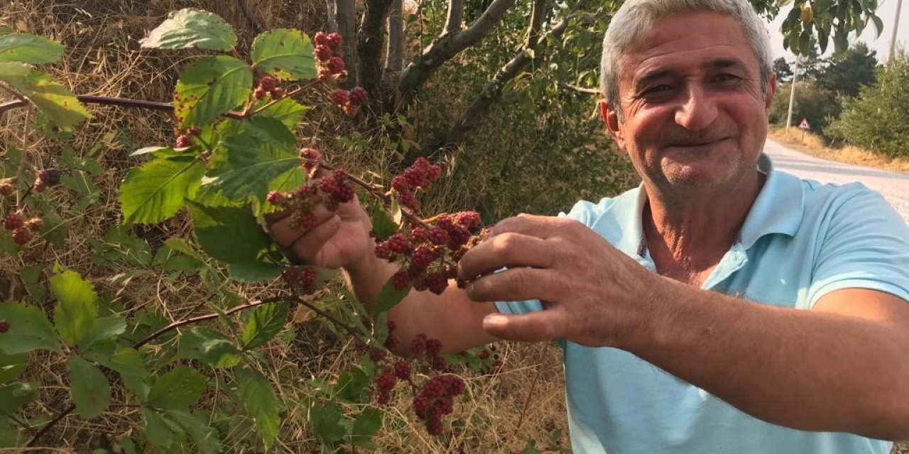 Şifa deposu böğürtlene büyük ilgi