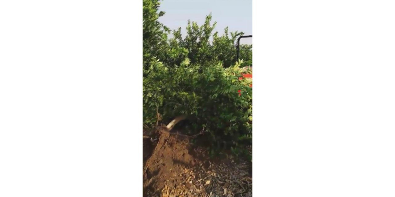 Tüccar "3 TL’den alırım" deyince tepki gösteren çiftçi, limon ağacını söktü