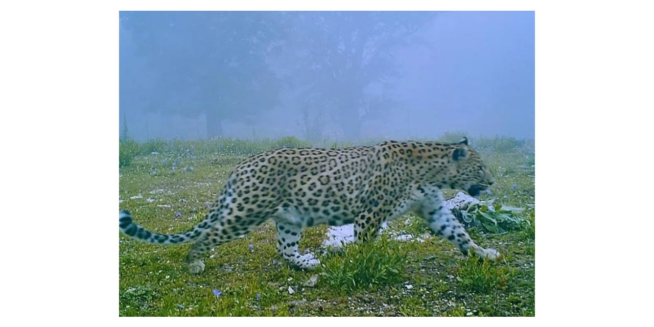 Yıllardır süren çalışmalar sonuç verdi, Anadolu parsı görüntülendi