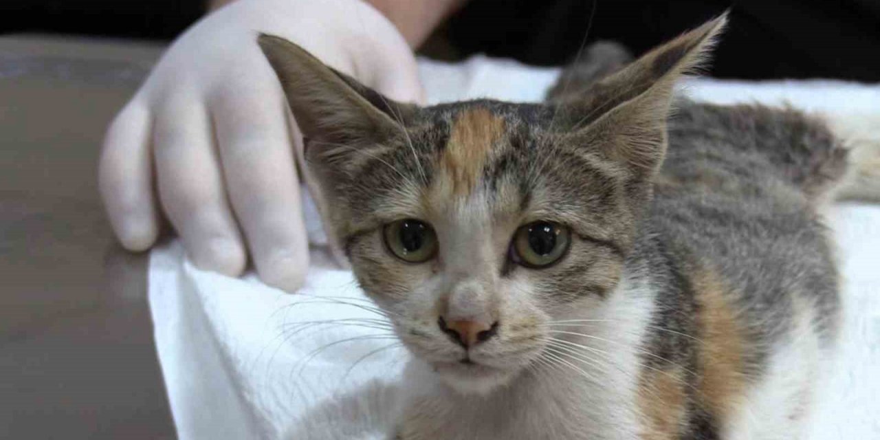 Osmaniye’de otomobilin çarptığı yaralı sokak kedisi tedavi altına alındı