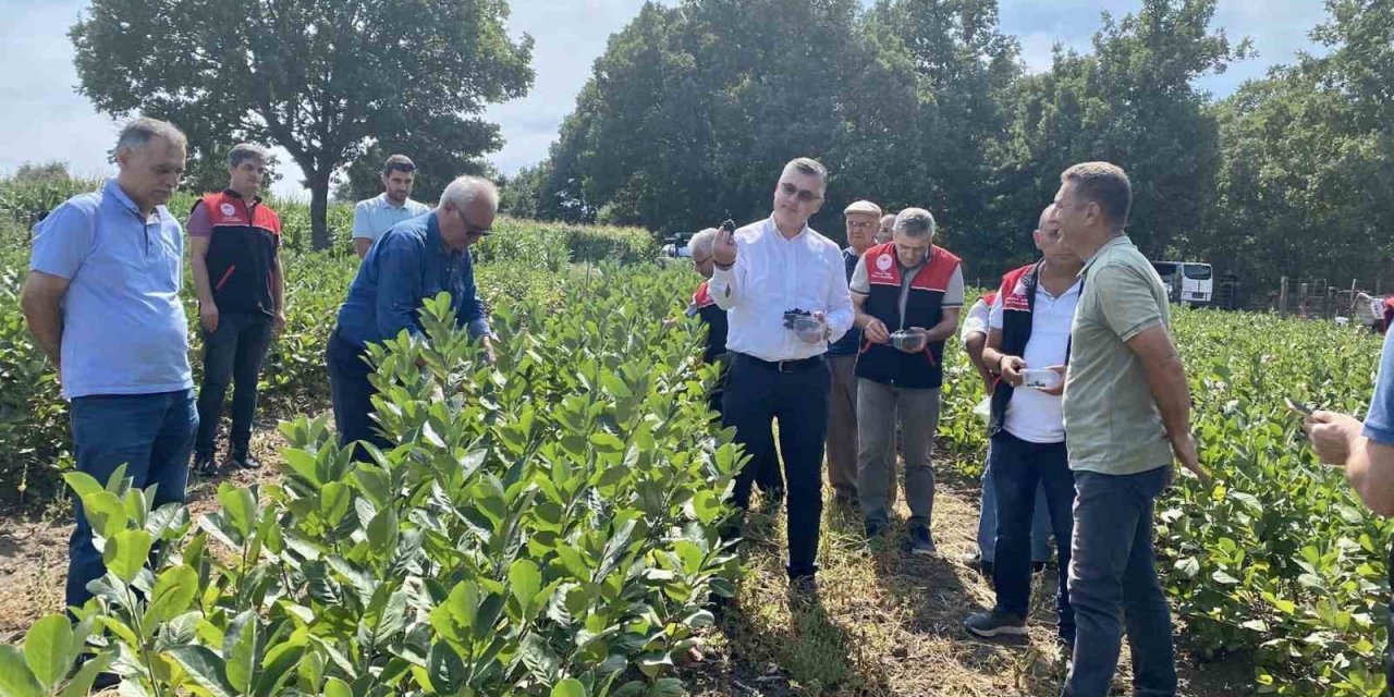 Balya’da aronya hasadı başladı