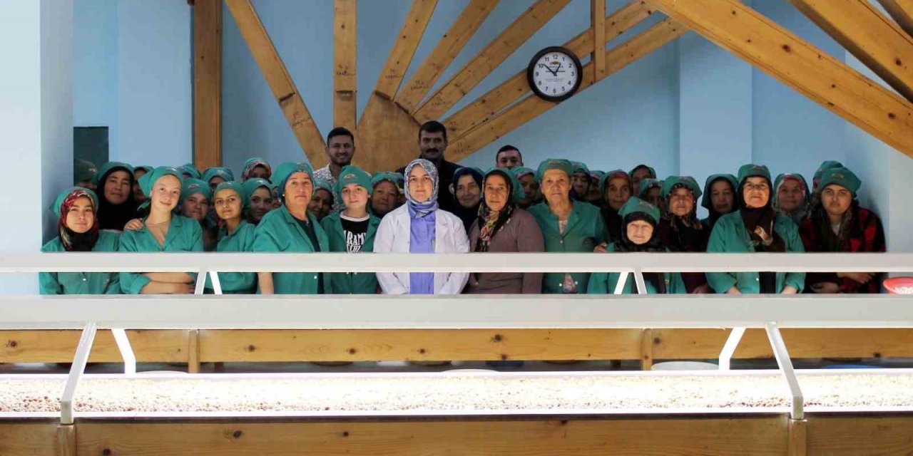 Fındık ihracatı yapılan tesiste inceleme