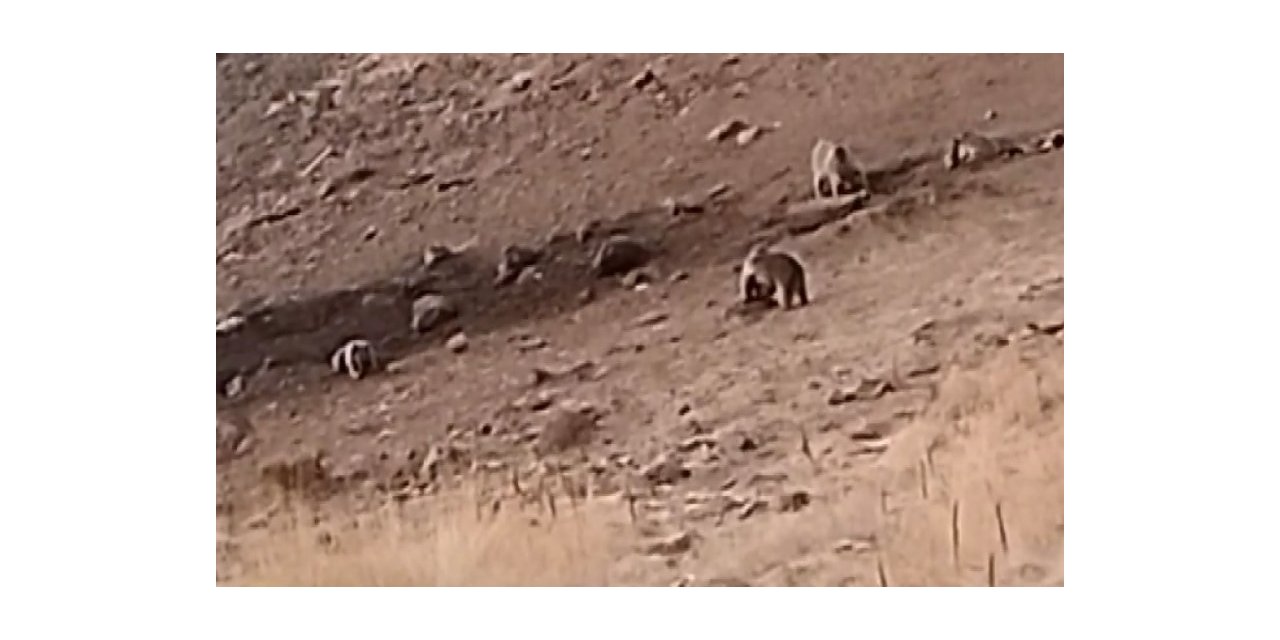 Tunceli’de sakatat için ziyaretgaha gelen 4 boz ayı görüntülendi