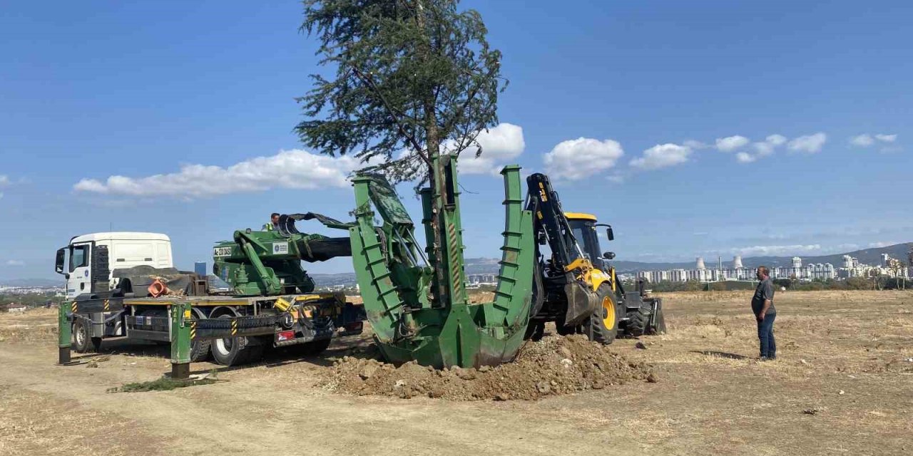 Bursa’da ağaçlar zarar görmemesi için naklediliyor
