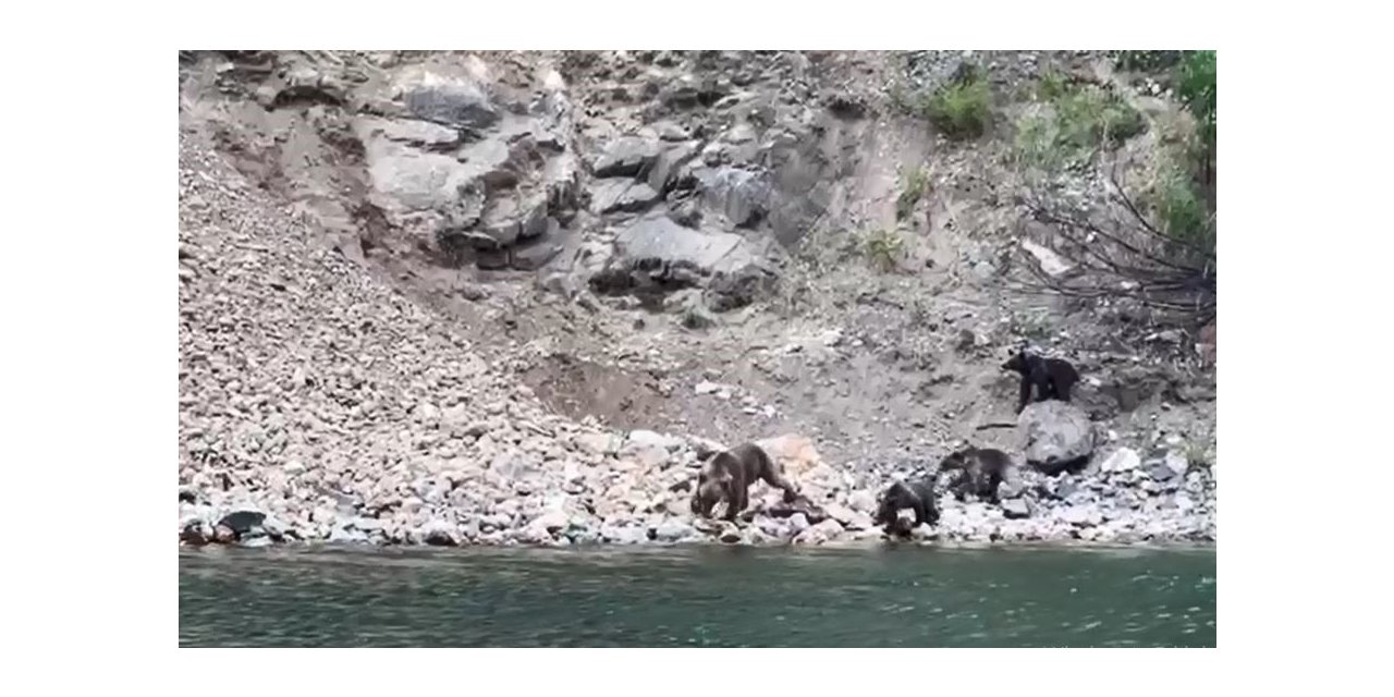 Artvin’de tekne ile baraj gölünde yapılan turlar hayvanat bahçesi turlarını aratmıyor