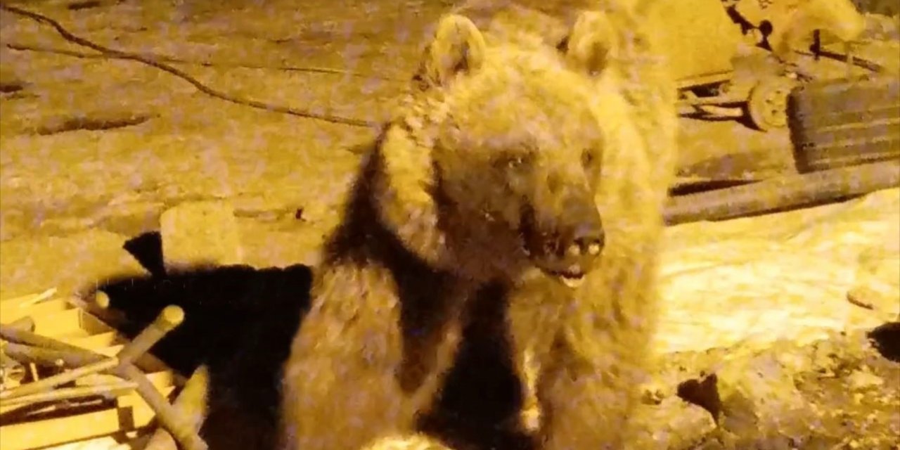 Yüksekova’da ayılar bir şantiyeyi mesken tuttu