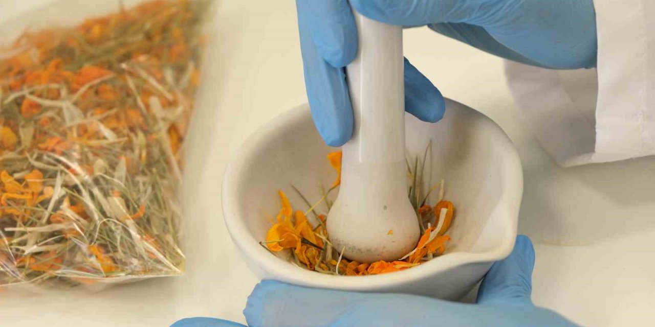 Çiğdemin şifa dolu sırları ortaya çıktı