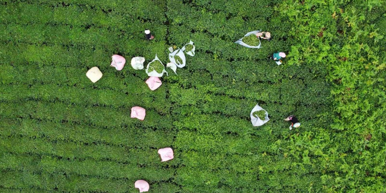 3. sürgünde sıcaklar yaş çayı yaktı, üretim yarıya düştü