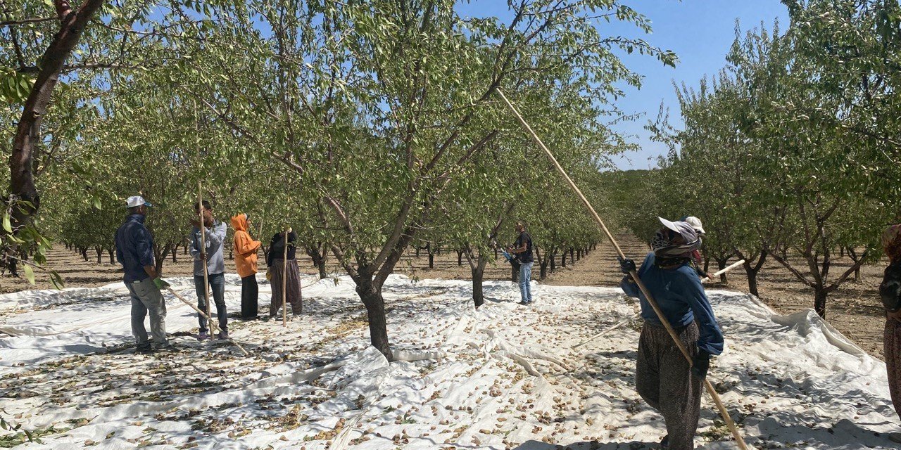 Hibe desteğiyle kurulan badem bahçesinde hasat başladı