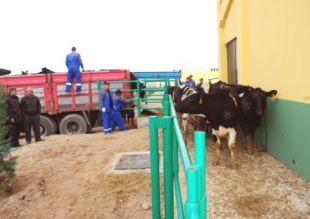 Anguslardan sonra sıra 'Holstein'de