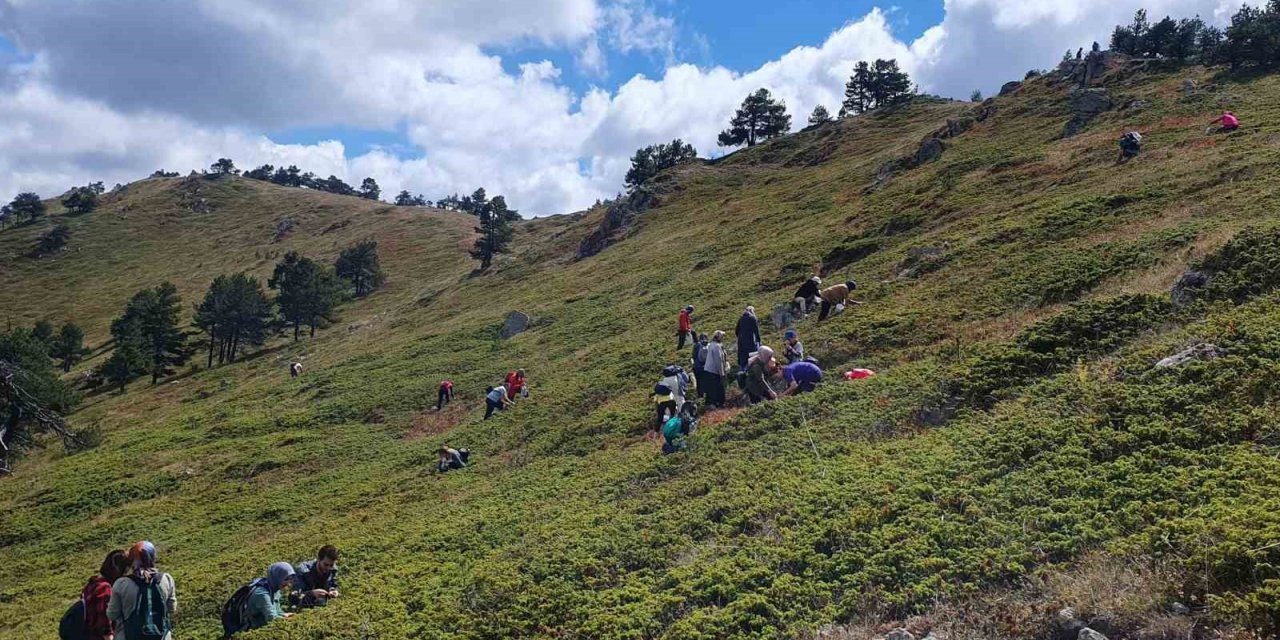 Hem yürüyüş yaptılar, hem likarpa topladılar