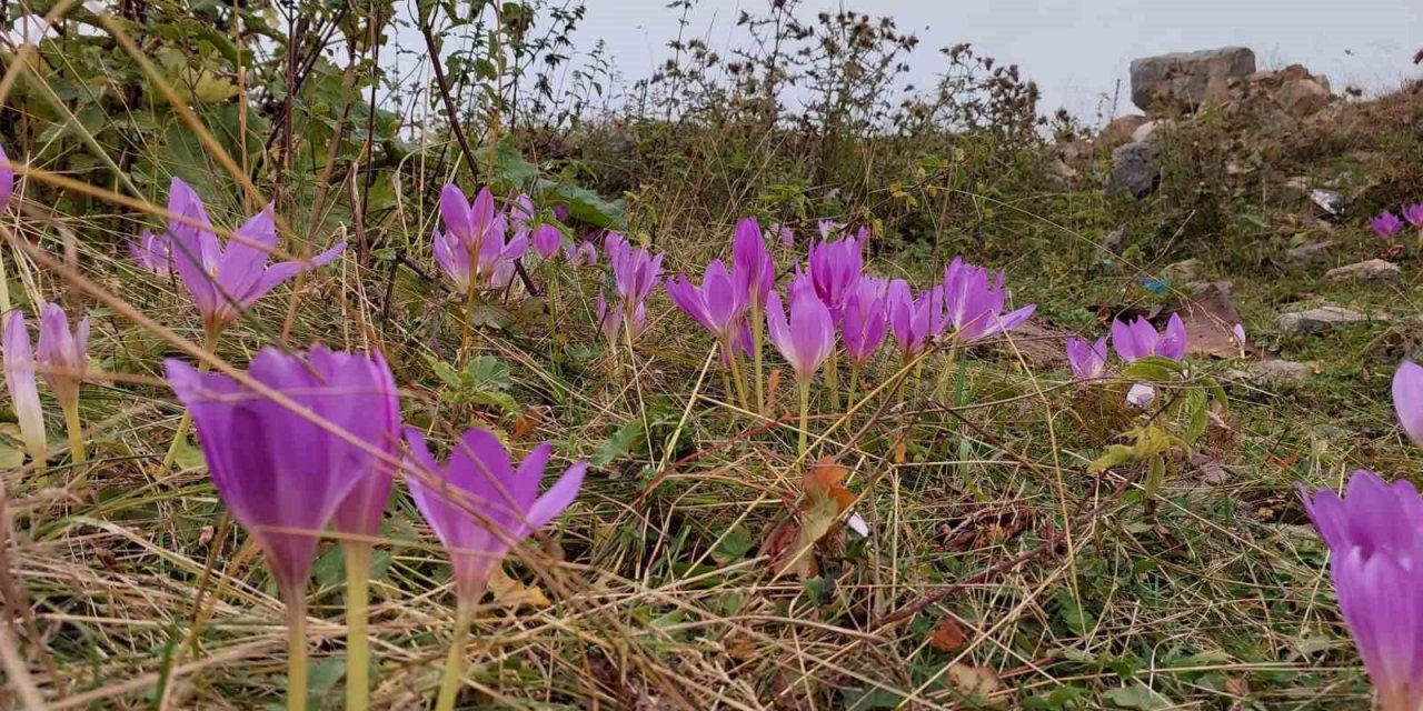 Kışın habercisi Vargit Çiçekleri Gümüşhane yaylalarında kendini göstermeye başladı