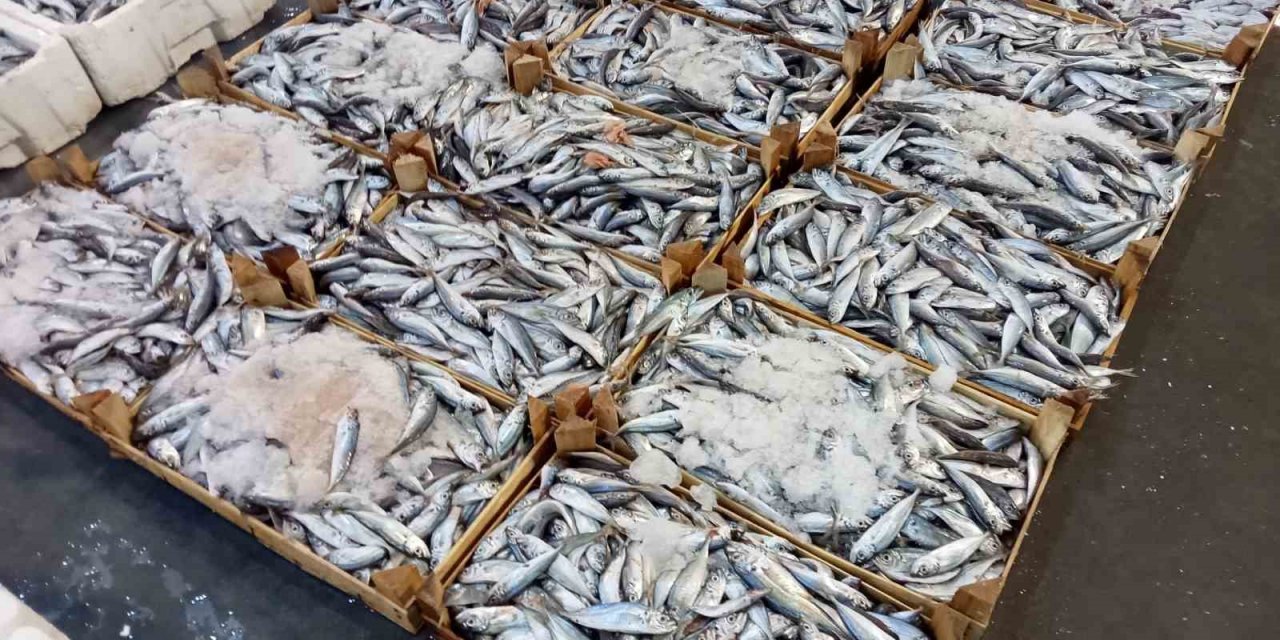 İzmirli balıkçılar sezondan umutlu