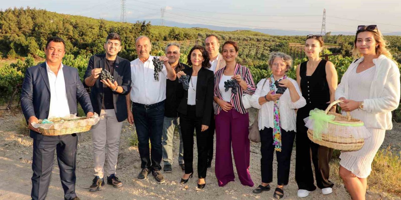 Mudanya Çağrışan’da bağbozumu zamanı