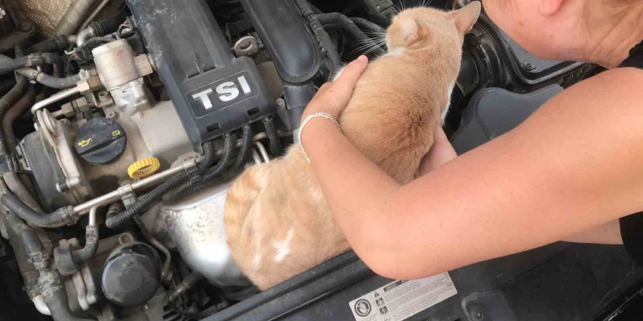 Otomobilin motor kısmına giren kedisini çıkarmak için saatlerce gözyaşlarıyla dil döktü
