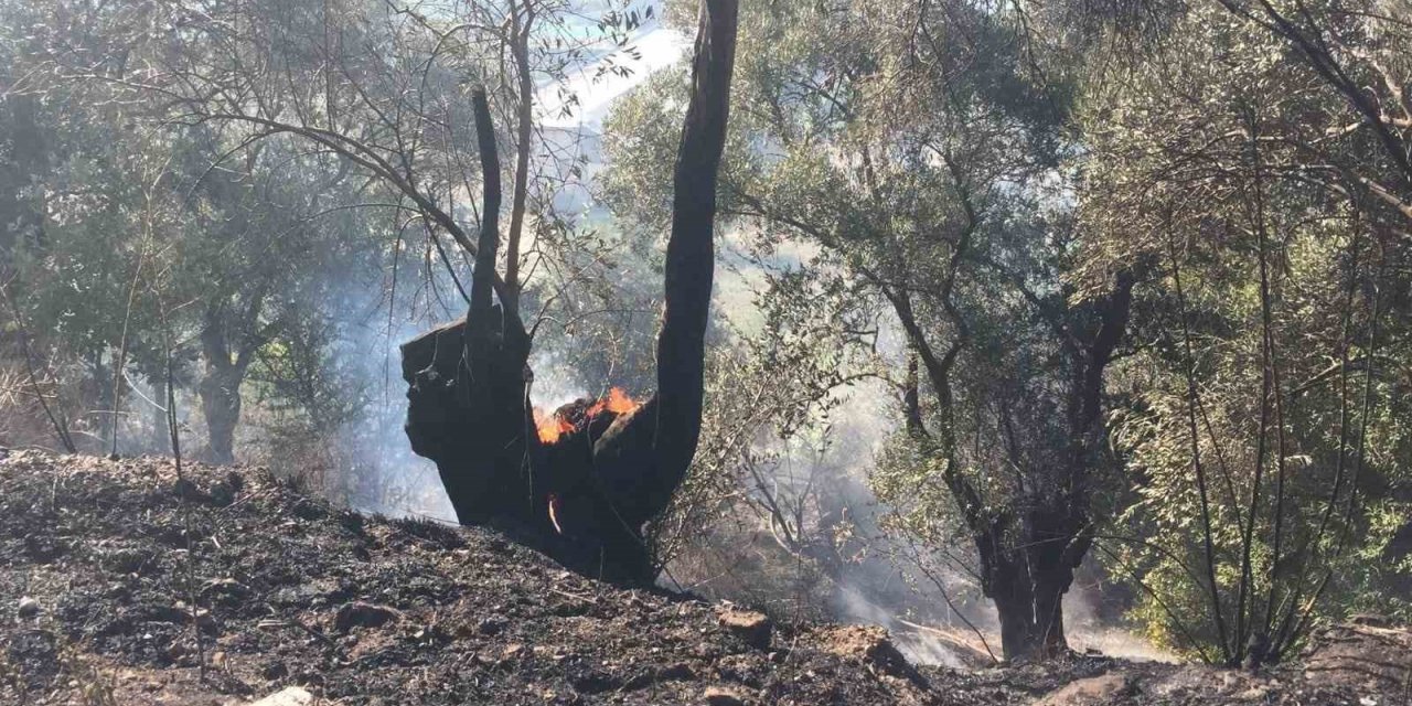 Köşk’te zeytinlik yangını korkuttu