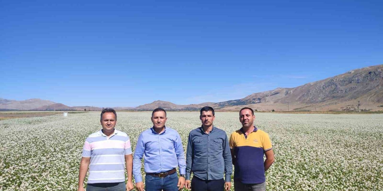 Dinar çiftçisi kara buğdayı çok sevdi