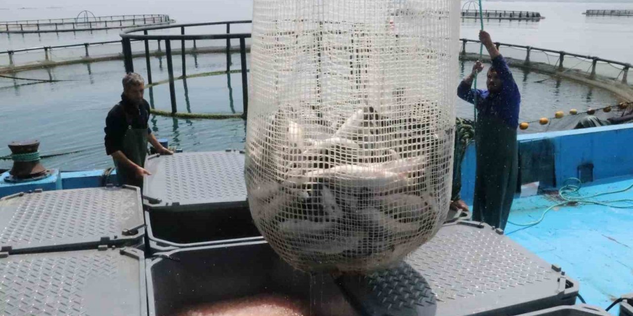 Samsun’da kültür balığında hedef 14 bin ton