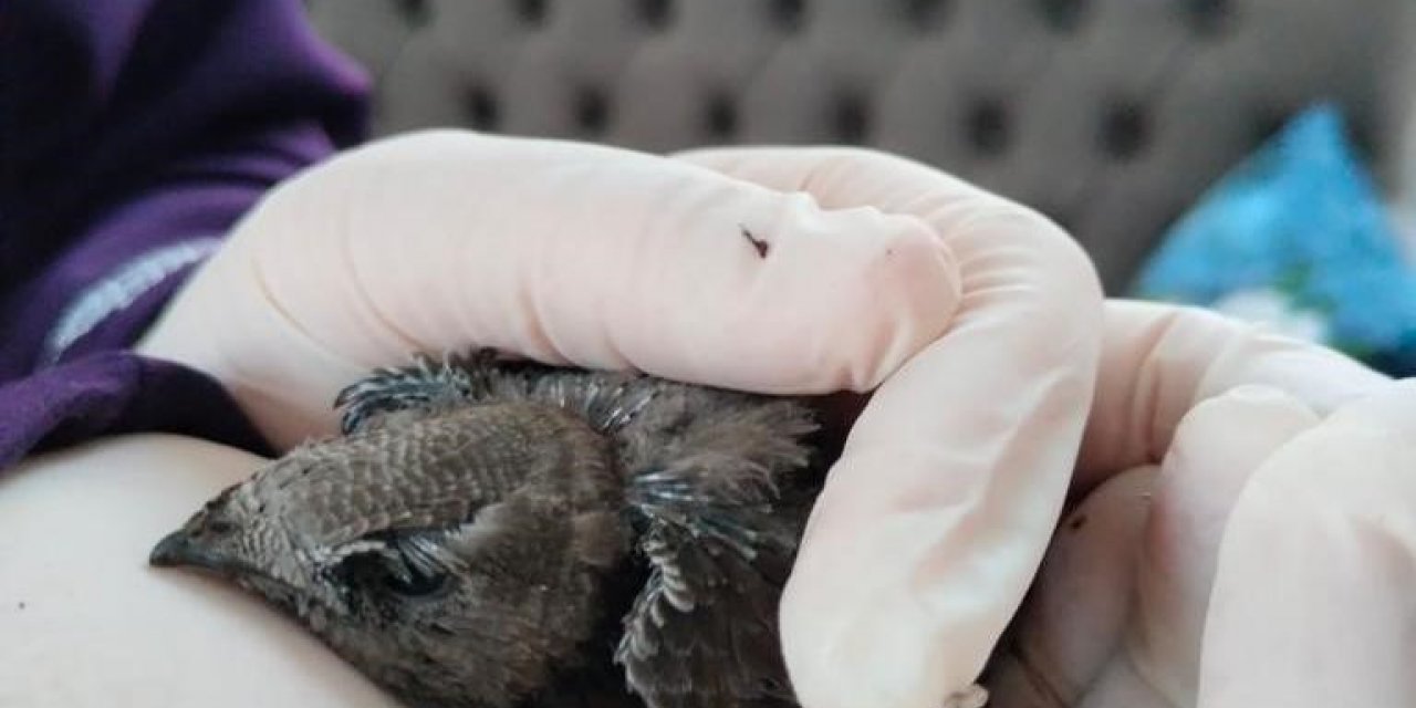 Yaralı ebabil kuşuna şefkat