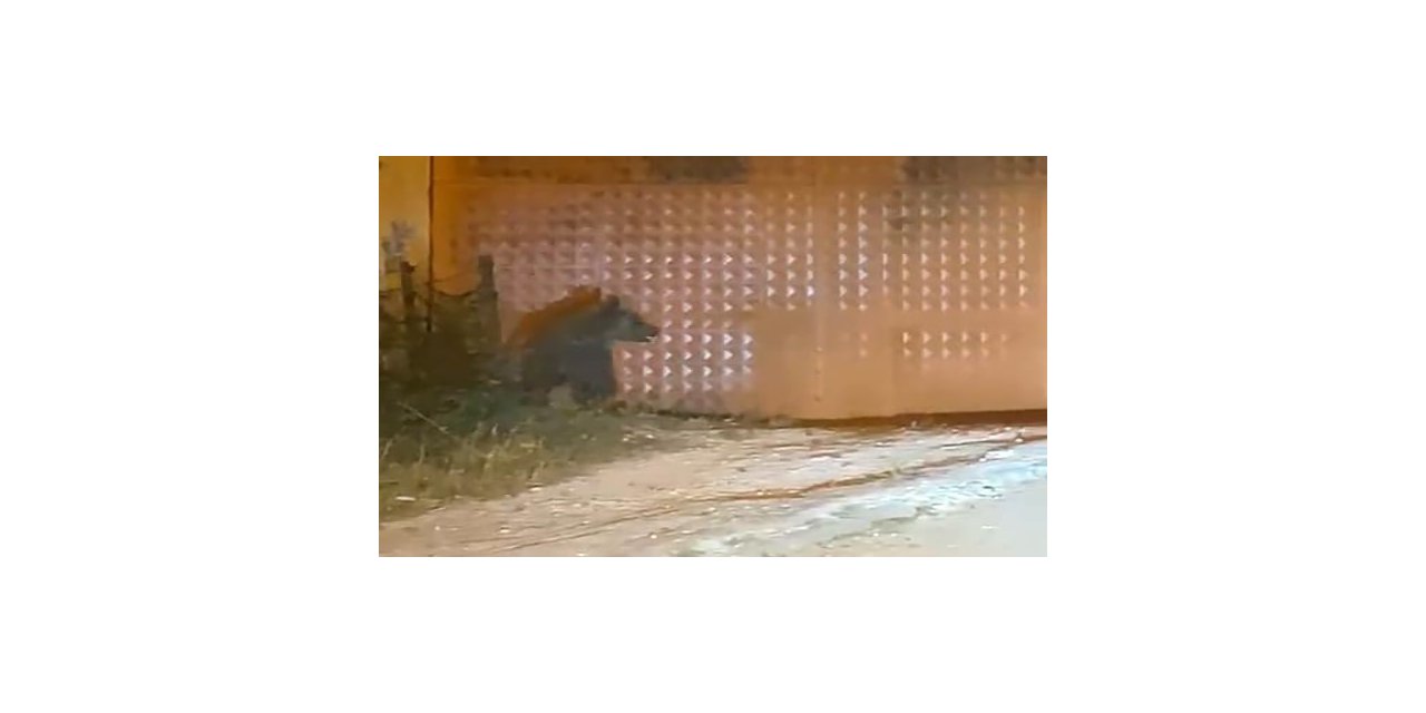 Bolu’da aç kalan ayı evlerin yakınlarına indi