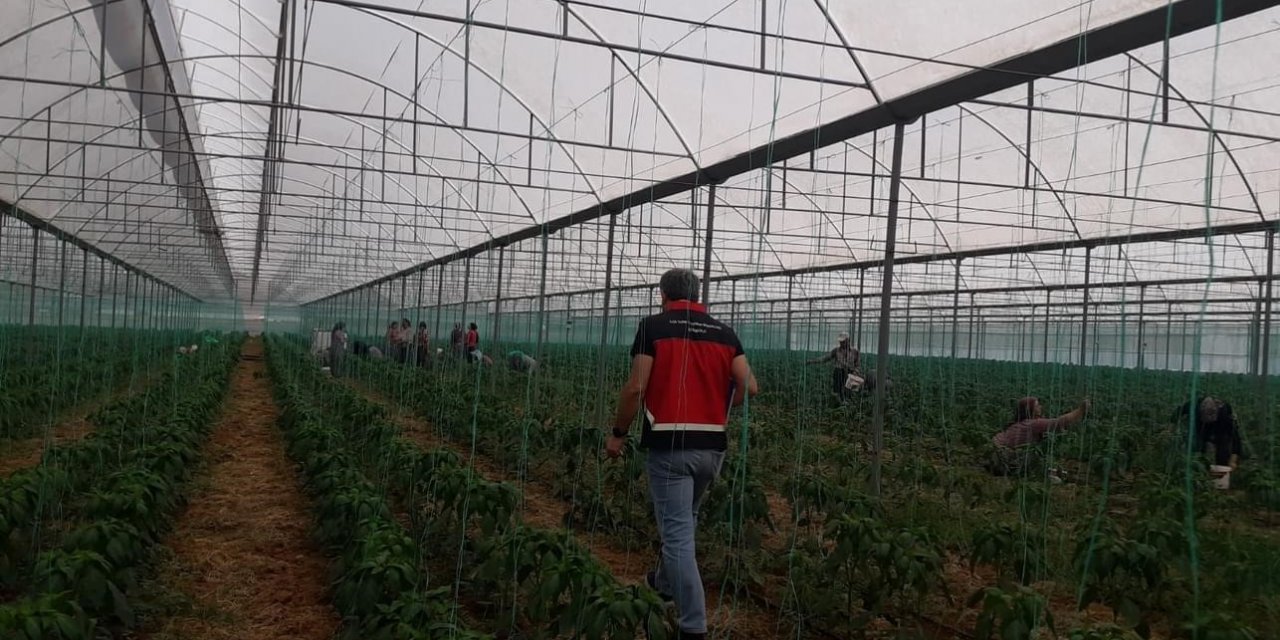 Gazipaşa’da Akdeniz meyve sineği ile mücadele başlatıldı