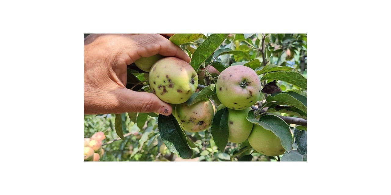 Elma üreticilerinin başı ‘kara leke’ ile dertte