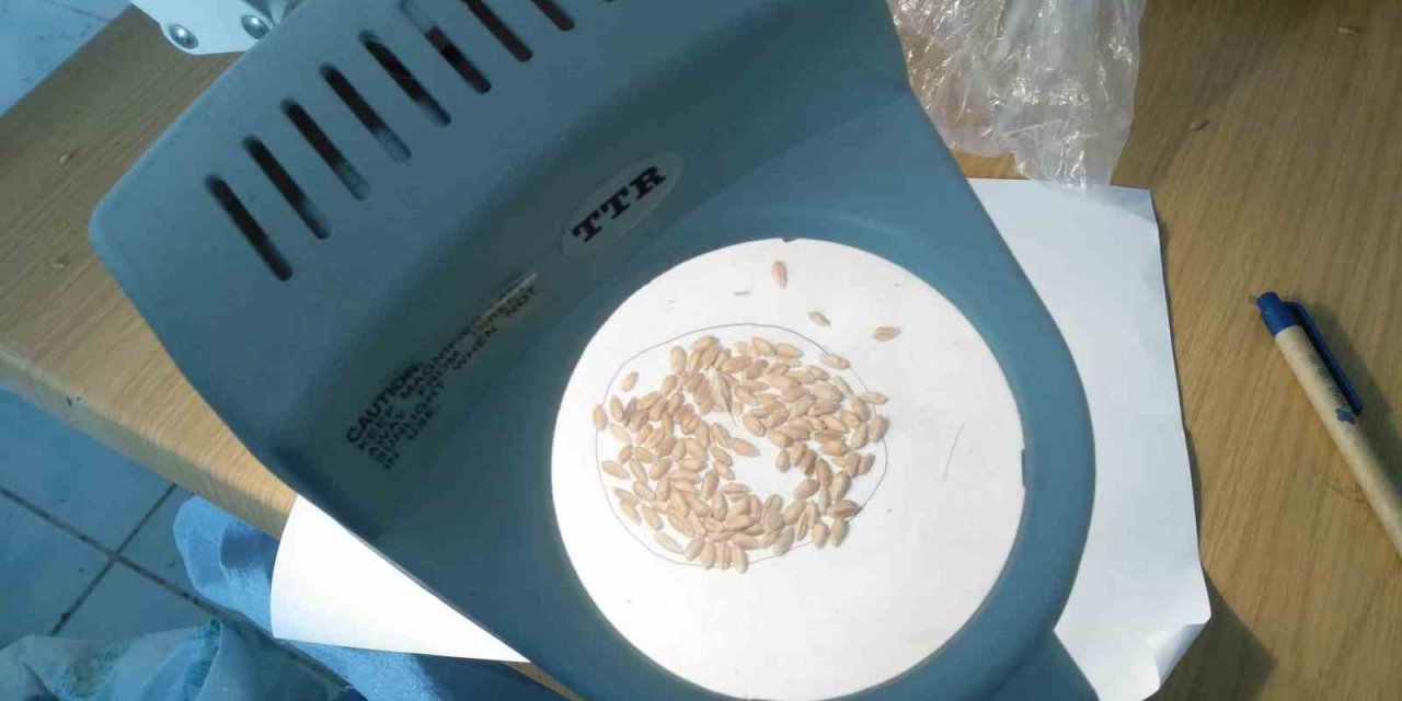 Eskişehir’de süne mücadelesi sonbaharda da devam edecek