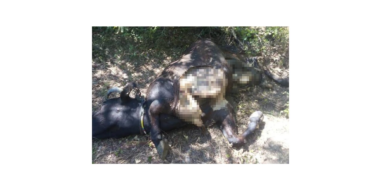 Aç kalan ayı ineği parçaladı