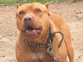 İncil'e zarar veriyor diye, köpeği öldürdü