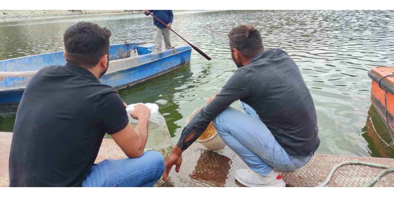 Erbaa’da baraj ve göletlere 6 bin sazan yavrusu bırakıldı