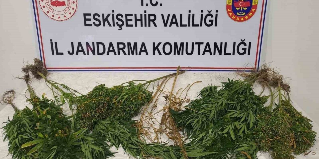 Ormanlık alanda kenevir yetiştiren şahıslar hakkında işlem başlatıldı