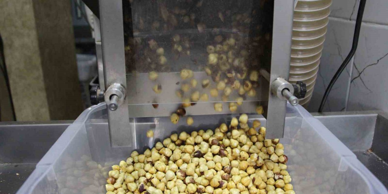 Toplaması ve kurutması bitti, şimdi sıra kırmasında ve kavrulmasında