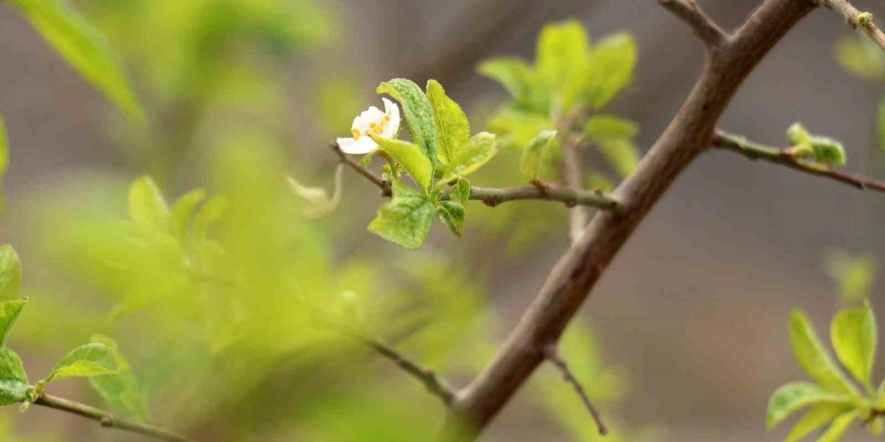 Gümüşhane’de Eylül ayının ortasında erik ağacı çiçek açtı