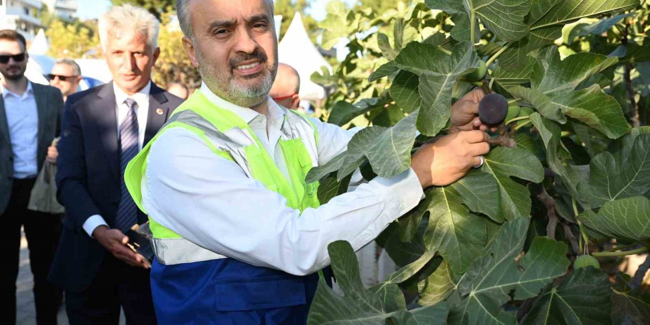 Başkan Aktaş siyah incir hasadına katıldı