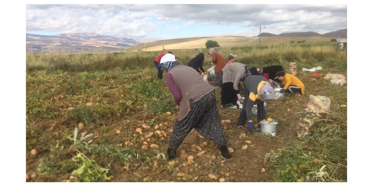 Erzincan’da patates hasadı başladı