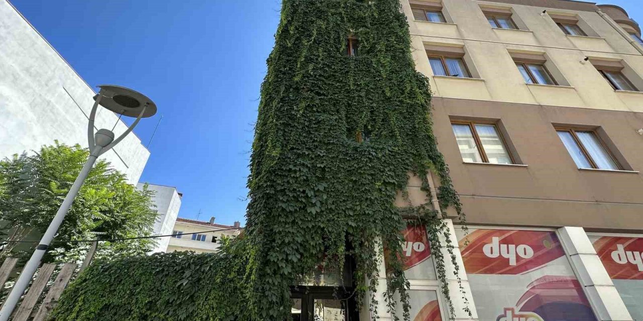 Apartmanı saran sarmaşıklar dikkat çekiyor