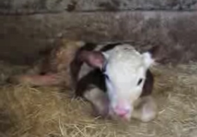 Bu buzağının doğuştan ayağı yok! VİDEO