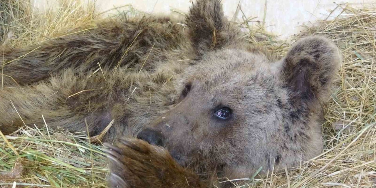 Silahla yaralanan ayı tedavi altına alındı